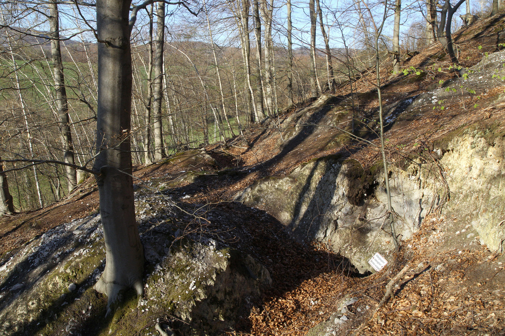 NSG 408, Waldmeister-Buchenwald über Gips im Brandholz auf der Nordwestseite des Brandberges mit ehemaligen Alabasterstollen im NSG „Harzfelder Holz“ (Landkreis Nordhausen). (Foto: Holm Wenzel, 17.04.2022)