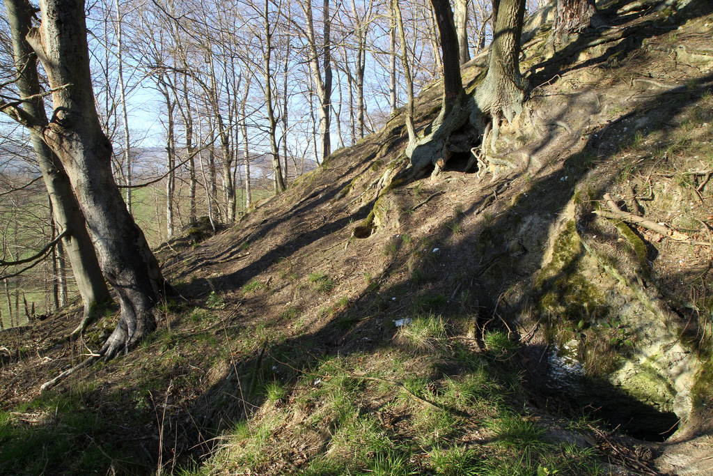 NSG 408, Waldmeister-Buchenwald über Gips im Brandholz auf der Nordwestseite des Brandberges mit ehemaligen Alabasterstollen im NSG „Harzfelder Holz“ (Landkreis Nordhausen). (Foto: Holm Wenzel, 17.04.2022)