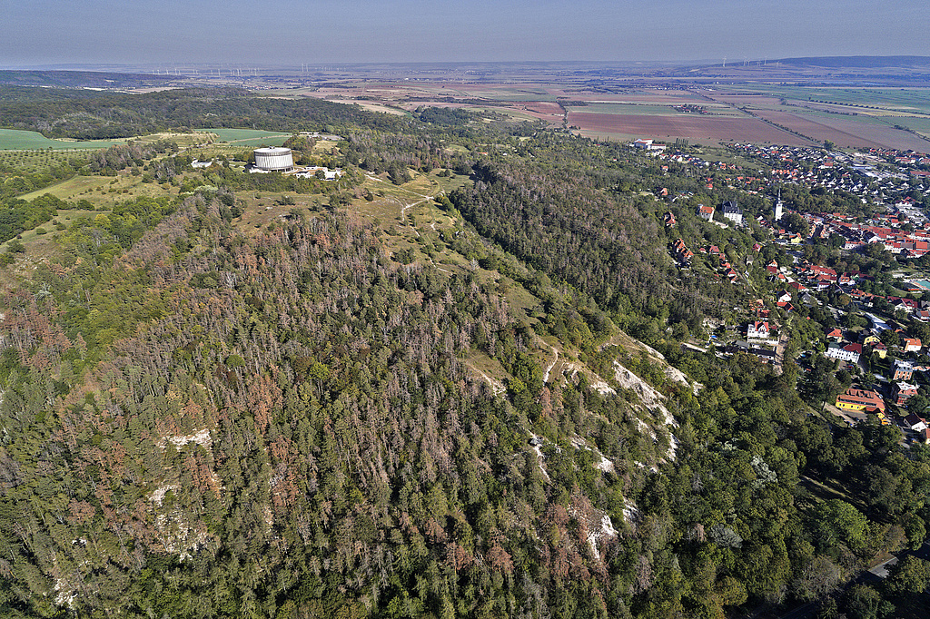 NSG 448, Blick von Westsüdwest auf den Schlachtberg nördlich Bad Frankenhausen mit größeren Teilen im NSG „Süd-Ost-Kyffhäuser“ (Kyffhäuserkreis), mit aus der forstlichen Nutzung genommenem Wald (linkes unteres Bildviertel) und (nicht im NSG) dem Panorama-Museum der Bauernkriegs-Gedenkstätte. (Foto: V. Lautenbach/ThINK GmbH/Archiv TLUBN, 21.09.2020)
