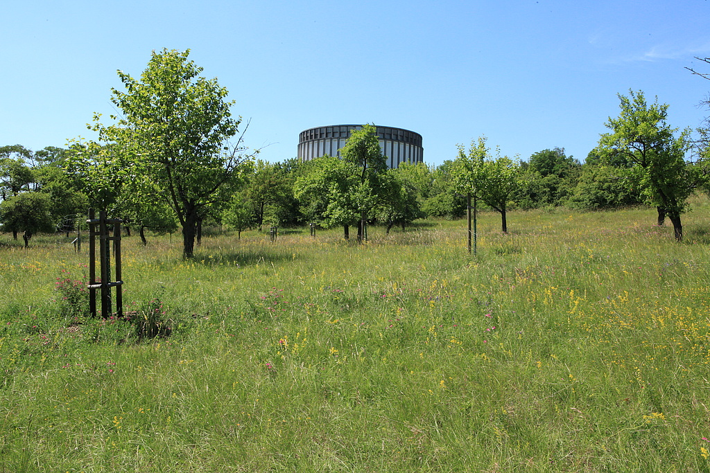 NSG 448, Trespen-Schwingel-Kalk-Trockenrasen mit Streuobstbestand (v. a. Kirschen) eines größeren Obstsortengartens auf dem Schlachtberg nördlich Bad Frankenhausen ostsüdöstlich des Panorama-Museums der Bauernkriegs-Gedenkstätte im NSG „Süd-Ost-Kyffhäuser“ (Kyffhäuserkreis). (Foto: Holm Wenzel, 07.07.2013)
