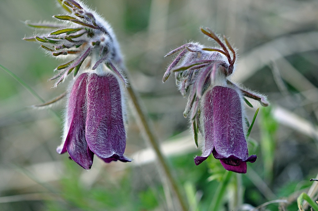NSG 448, Wiesen-Kuhschelle Pulsatilla pratensis am Lückenhügel zwischen Bad Frankenhausen und Udersleben im NSG „Süd-Ost-Kyffhäuser“ (Kyffhäuserkreis). (Foto: Andreas Lux, 13.04.2012)