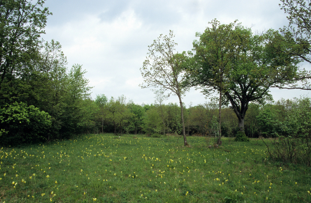NSG 452, Offenlandfläche mit Kalk-Halbtrockenrasen auf dem Haselberg im NSG „Jenaer Forst“. (Foto: Holm Wenzel, 05.05.2010)