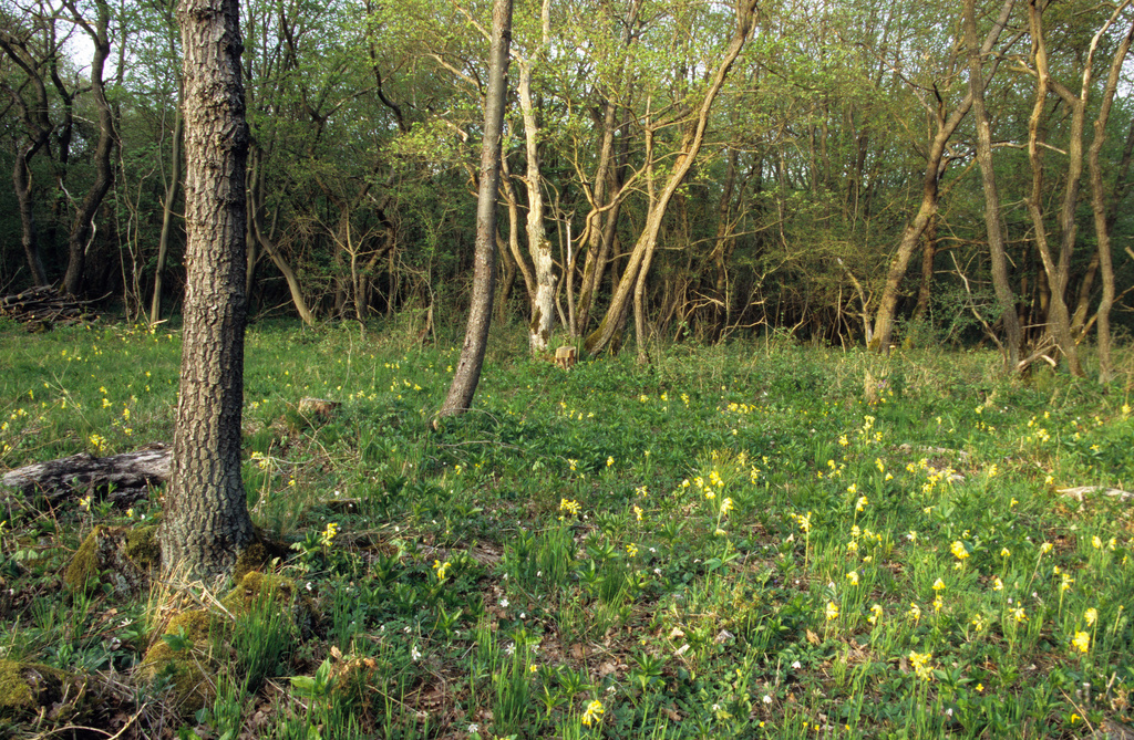 NSG 452, Offenlandfläche mit Kalk-Halbtrockenrasen im Übergang zum lichten Labkraut-Eichen-Hainbuchenwald auf dem Haselberg im NSG „Jenaer Forst“. (Foto: Holm Wenzel, 29.04.2010)