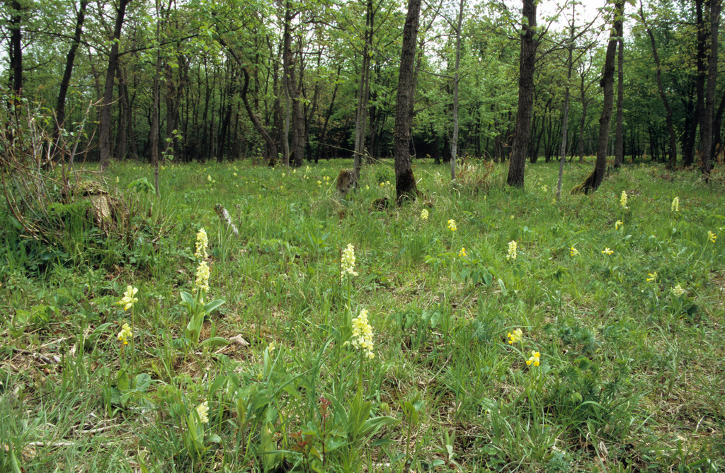 NSG 452, lichter Labkraut-Eichen-Hainbuchenwald auf dem Haselberg im NSG „Jenaer Forst“ mit Blassem Knabenkraut Orchis pallens. (Foto: Holm Wenzel, 08.05.2010)