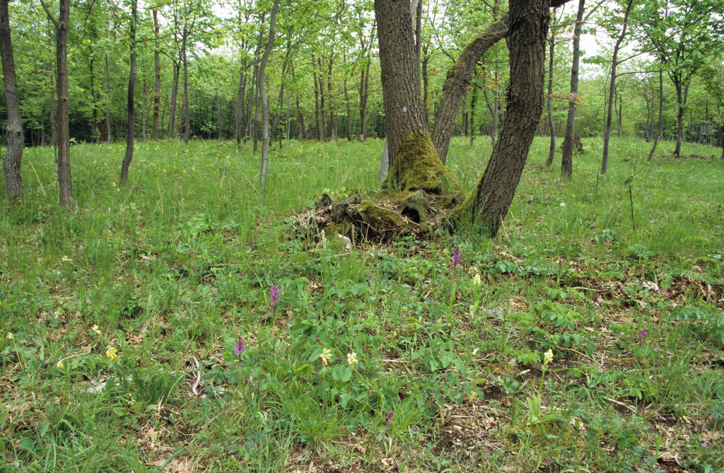 NSG 452, lichter Labkraut-Eichen-Hainbuchenwald auf dem Haselberg im NSG „Jenaer Forst“ mit Blassem Knabenkraut Orchis pallens und Stattlichem Knabenkraut Orchis mascula. (Foto: Holm Wenzel, 08.05.2010)