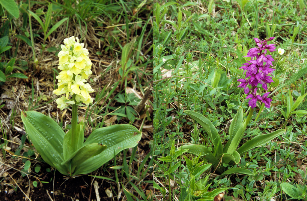 NSG 452, Blasses Knabenkraut Orchis pallens (links) und Stattliches Knabenkraut Orchis mascula auf dem Haselberg im NSG „Jenaer Forst“. (Foto: Holm Wenzel, 08.05.2010)