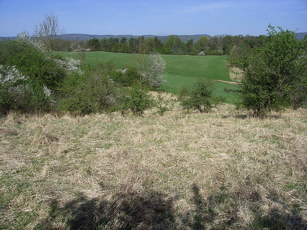 NSG 474, Blick von Südsüdost über aufgelassenes Grünland oberhalb Osthang im Osten des NSG „Bromberg – Mühlberg bei Woffleben“ (Landkreis Nordhausen). Hinten: Mähweide und Wald am Nordhang (letzterer im NSG Nr. 72 „Mühlberg“). (Foto: Skadi Thiel/Archiv TLUBN, 19.04.2018)