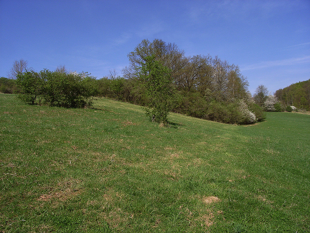 NSG 474, Südosthang im Osten des NSG „Bromberg – Mühlberg bei Woffleben“ (Landkreis Nordhausen). (Foto: Skadi Thiel/Archiv TLUBN, 19.04.2018)