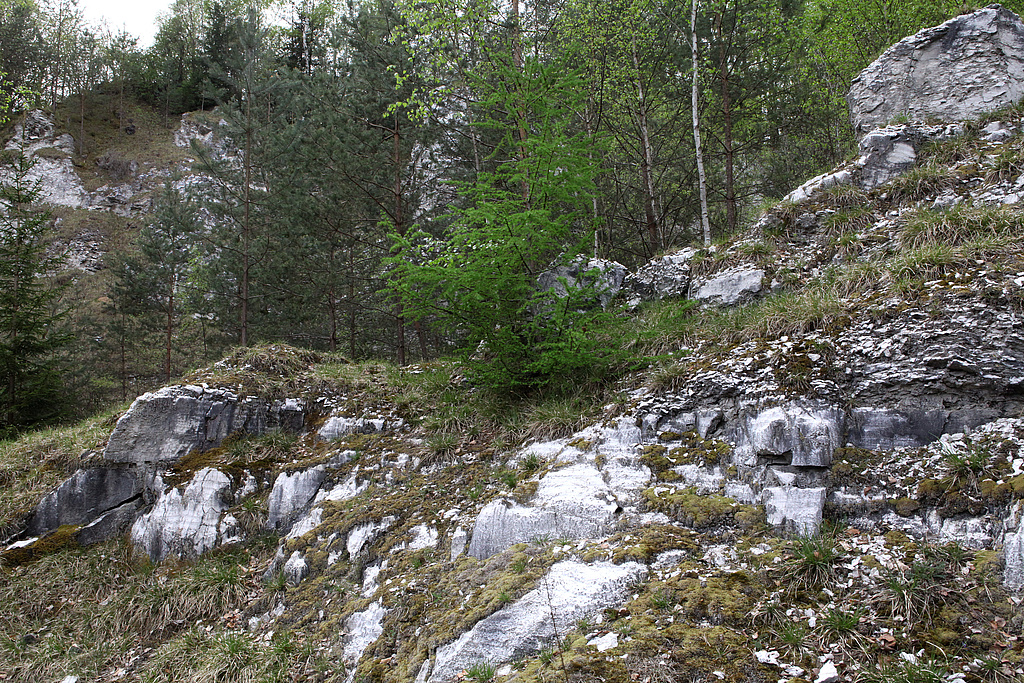 NSG 474, strukturreicher, seit den 1950-er Jahren aufgelassener Gipsbruch am Nordhang des NSG „Bromberg – Mühlberg bei Woffleben“ (Landkreis Nordhausen) im Bereich „Die Köpfe“ mit wertvollem Vegetationskomplex aus Gipsfelsen, Pionier-, Trocken- und Halbtrockenrasen. (Foto: Holm Wenzel, 29.04.2012)