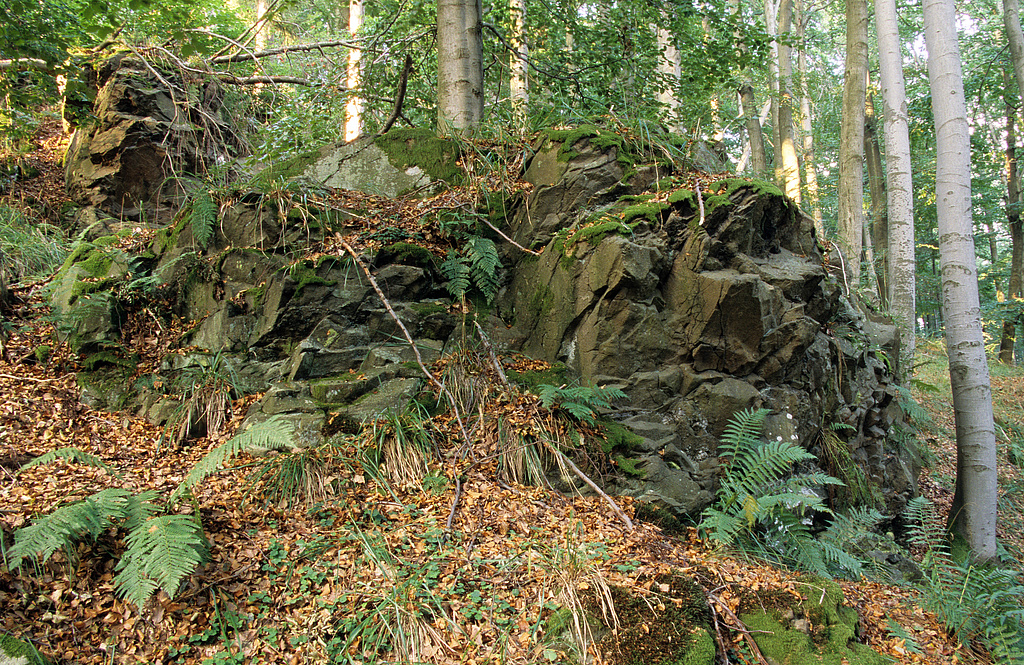 NSG 167, Diabas-Felsdurchragung im montanen Waldmeister-Buchenwald (Zahnwurz-Buchenwald) im NSG „Kulm“ westlich Schlegel (Saale-Orla-Kreis). (Foto: Holm Wenzel, 27.08.2009)
