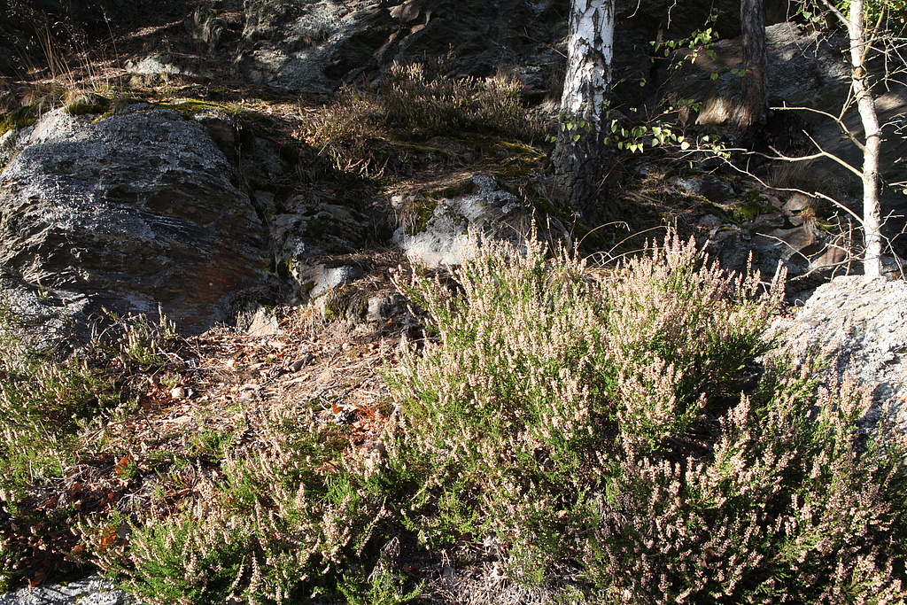 NSG 170, von Besenheide Calluna vulgaris durchsetzte Felsbildungen der Phycodenschiefer in der Mitte des zerklüfteten Prallhanges zur Saale im NSG „Alpensteig“ nördlich Harra (Saale-Orla-Kreis). (Foto: Holm Wenzel, 29.09.2011)