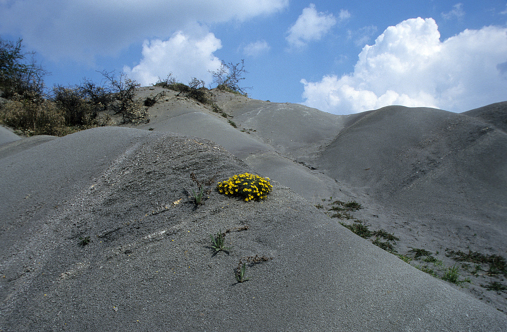 NSG 332, Keuper-Badlands der Arnstadt-Formation (Steinmergelkeuper) am südlichen Unterhang des Burgberges der Burg Gleichen (Wanderslebener Gleiche) im NSG „Röhnberg“ bei Wandersleben (Landkreis Gotha) – Teil eines Nationalen Geotops, hier mit Frühlings-Fingerkraut Potentilla tabernaemontani. (Foto: Holm Wenzel, 25.04.1999)