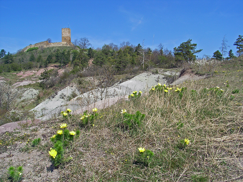 NSG 332, Frühlings-Adonisröschen Adonis vernalis vor den Keuper-Badlands am südlichen Unterhang des Burgberges der Burg Gleichen (Wanderslebener Gleiche) im NSG „Röhnberg“ bei Wandersleben (Landkreis Gotha). (Foto: Holm Wenzel, 24.04.2010)
