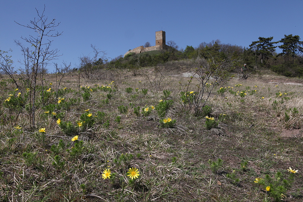 NSG 332, Frühlings-Adonisröschen Adonis vernalis am südöstlichen Unterhang des Burgberges der Burg Gleichen (Wanderslebener Gleiche) im NSG „Röhnberg“ bei Wandersleben (Landkreis Gotha). (Foto: Holm Wenzel, 28.04.2012)