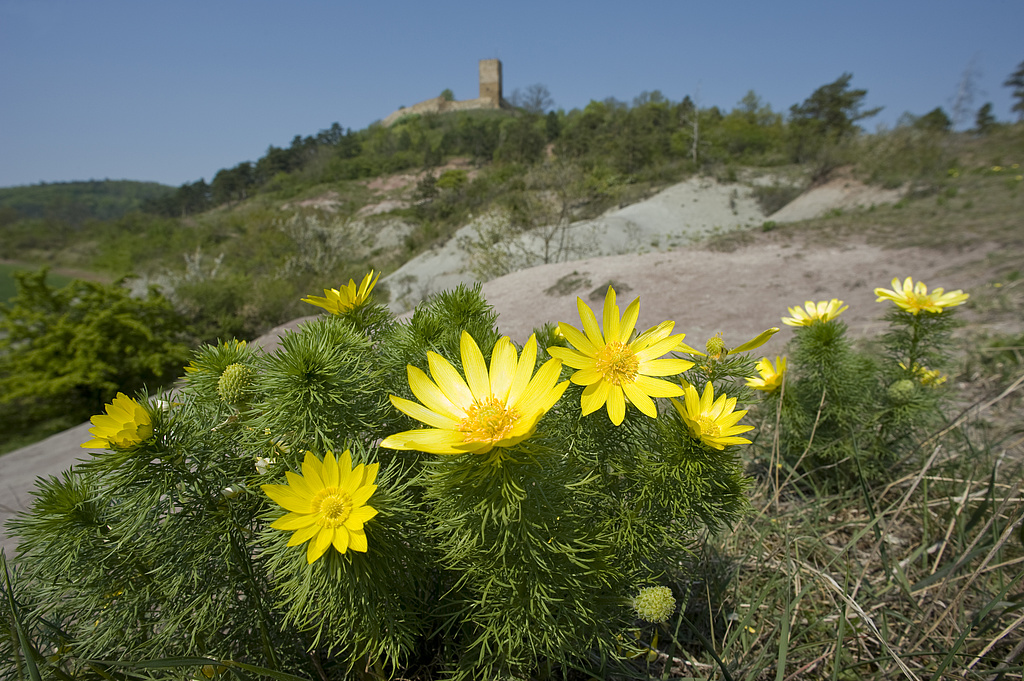 NSG 332, Frühlings-Adonisröschen Adonis vernalis vor den Keuper-Badlands am südlichen Unterhang des Burgberges der Burg Gleichen (Wanderslebener Gleiche) im NSG „Röhnberg“ bei Wandersleben (Landkreis Gotha). (Foto: Thomas Stephan/Archive TMUEN und TLUBN, 22.04.2011)