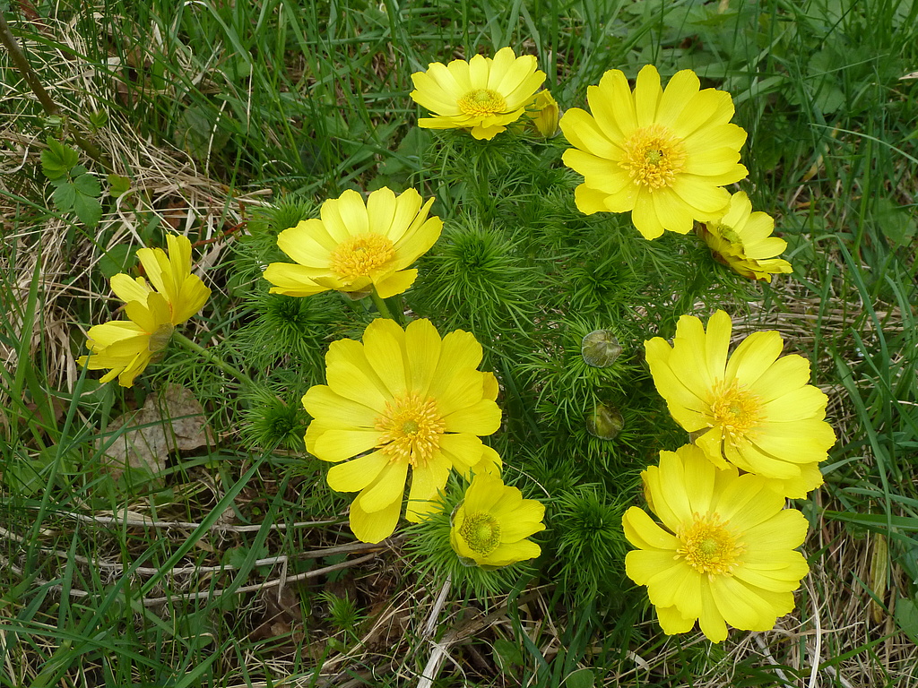 NSG 332, Frühlings-Adonisröschen Adonis vernalis am südöstlichen Unterhang des Burgberges der Burg Gleichen (Wanderslebener Gleiche) im NSG „Röhnberg“ bei Wandersleben (Landkreis Gotha). (Foto: Holm Wenzel, 17.04.2011)