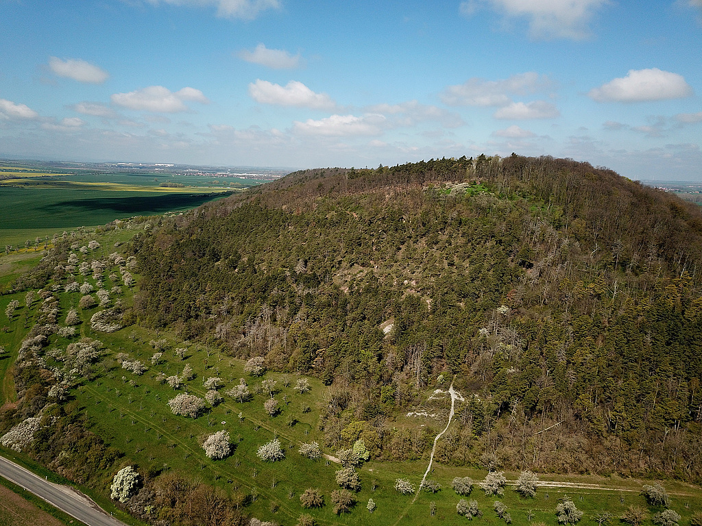 NSG 332, Blick von Osten auf den Kaffberg mit Aussichtspunkt (Drei-Burgen-Blick) und auf südlich vorgelagerte Streuobstwiesen im NSG „Röhnberg“ (Landkreis Gotha). (Foto: Holm Wenzel, 30.04.2023)