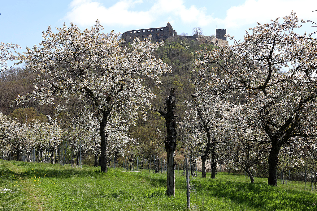 NSG 332, Streuobstwiese am südöstlichen Unterhang des Kaffberges im NSG „Röhnberg“ (Landkreis Gotha), Blick von Westen zum Burgberg der Burg Gleichen (= Wanderslebener Gleiche). (Foto: Holm Wenzel, 30.04.2023)