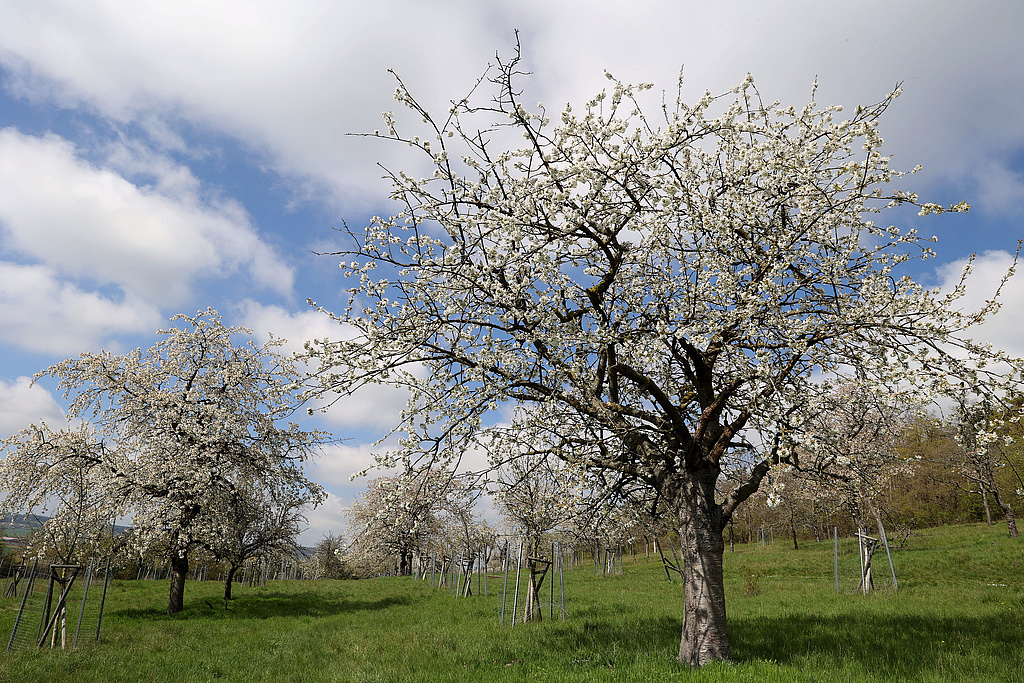 NSG 332, Streuobstwiese am südöstlichen Unterhang des Kaffberges im NSG „Röhnberg“ (Landkreis Gotha), Blick von Ostnordost. (Foto: Holm Wenzel, 30.04.2023)