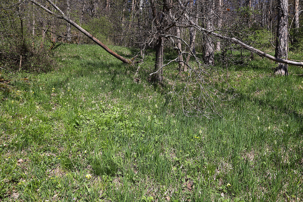 NSG 332, größeres Vorkommen des Blassen Knabenkrautes Orchis pallens am Südhang des Röhnberges im NSG „Röhnberg“ (Landkreis Gotha). (Foto: Holm Wenzel, 30.04.2023)