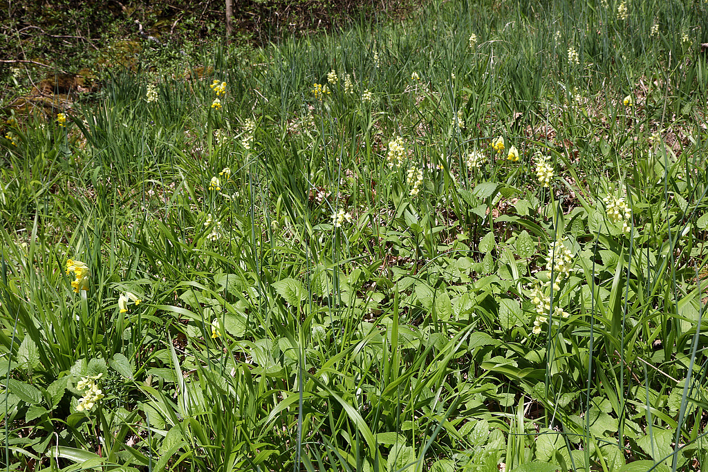 NSG 332, größeres Vorkommen des Blassen Knabenkrautes Orchis pallens am Südhang des Röhnberges im NSG „Röhnberg“ (Landkreis Gotha). (Foto: Holm Wenzel, 30.04.2023)