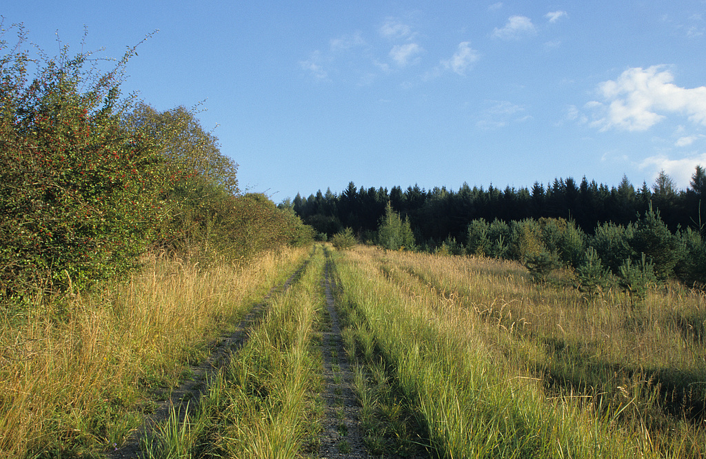 Nationales Naturmonument „Grünes Band Thüringen“: In der Pflegezone des Biosphärenreservates „Rhön“, ehemaliges Naturschutzgebiet „Tannenberg-Seelesberg“. (Aufn. Holm Wenzel September 2002)