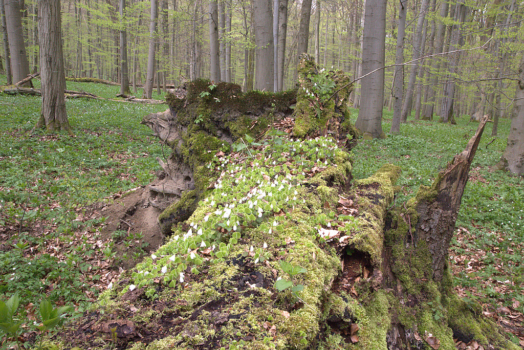 Nationalpark „Hainich“: Liegendes Totholz in der Schutzzone 1 / Weberstedter Holz. (Aufn. Holm Wenzel 29.04.2016)