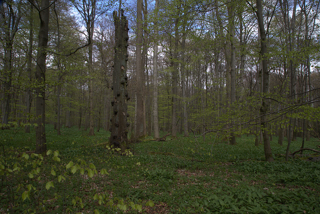 Nationalpark „Hainich“: Stehendes Totholz in der Schutzzone 1 / Weberstedter Holz. (Aufn. Holm Wenzel 29.04.2016)