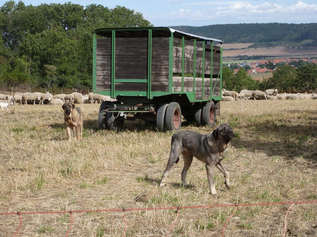 Einsatz von Herdenschutzhunden (HSH), hier Spanischer Mastiff, zur Gewährleistung eines optimalen Schutzes vor dem Wolf für die Schafherde der AG „Drei Gleichen Mühlberg e. G.“ (Aufn. A. Lux 29.08.2020)