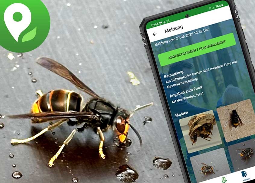 Umwelt App: Hornisse melden Hornissen melden in der Umwelt App melden.
