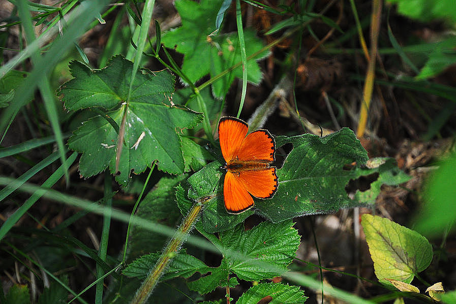 Auf extensiv gepflegten Wiesen können noch seltene Insekten (hier der Dukaten-Feuerfalter) entdeckt werden. (Aufn. M. Pagel)
