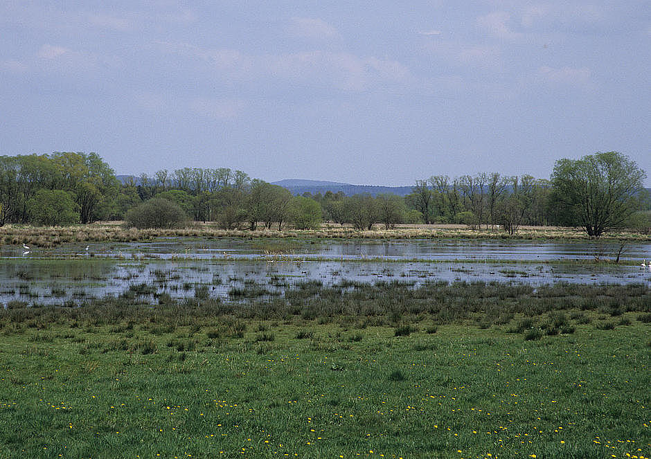 NSG 218, vernässte Rhädensenke im NSG „Dankmarshäuser Rhäden“ (Wartburgkreis), Blick vom Werra-Radweg. (Foto: Holm Wenzel, 27.04.2008)