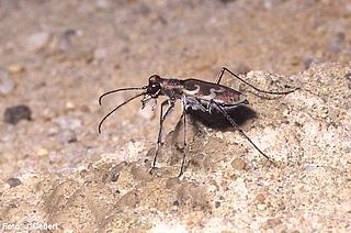 käfe_Cylindera_a_viennenis_Gebert_k