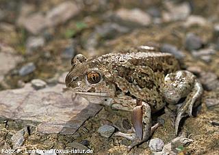 amph_Pelobates_fuscus_141_988_Leo_k
