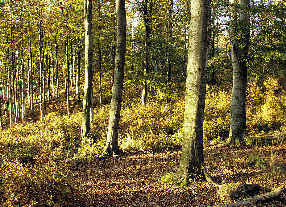 NSG 2, Hainsimsen-Buchenwald in der Westhälfte des alten Totalreservates im NSG „Gräfenthal“ (Landkreis Nordhausen). (Foto: Holm Wenzel, 14.10.2007)