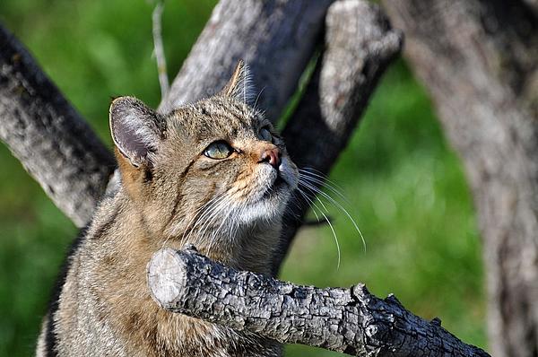 Wildkatze (Aufn. A. Lux)