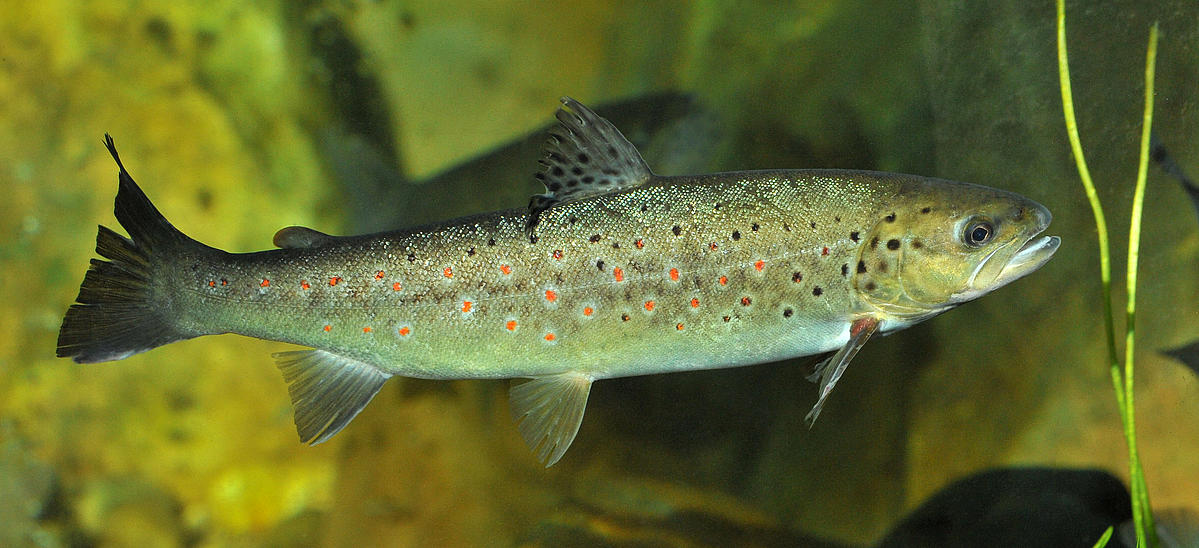 Salmo Trutta Lubomir Hlasek