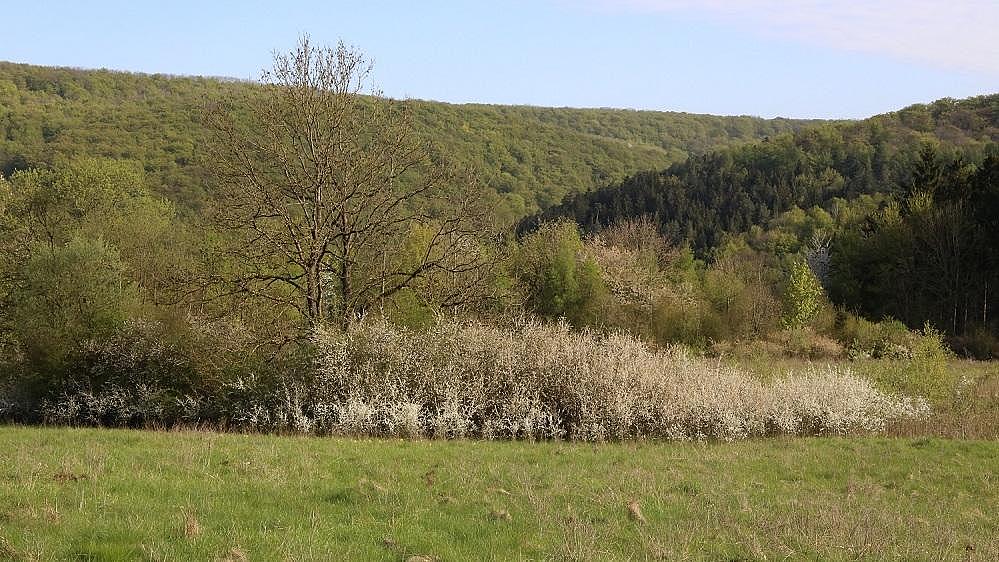 Gebüsch, Berka vdH (Aufn. H. Korsch)