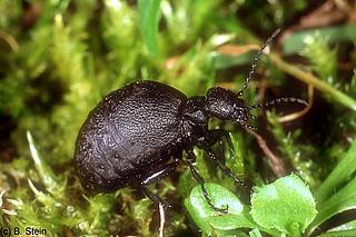 käfe_Meloe_rugosus_854_KB_Stein_k