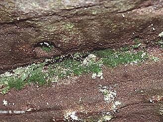 Farn Trichomanes speciosumn (Aufn. H. Korsch)