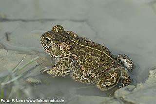 amph_Bufo_calamita_136_5720_Leo_k