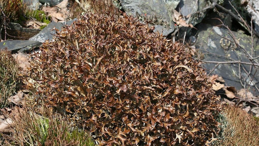 Flechte Cetraria islandica, Isländisches Moos (Bild: H. Korsch) Auch wenn der deutsche Name Isländisches Moos etwas anderes vermuten lässt, gehört Cetraria islandica zu den Flechten