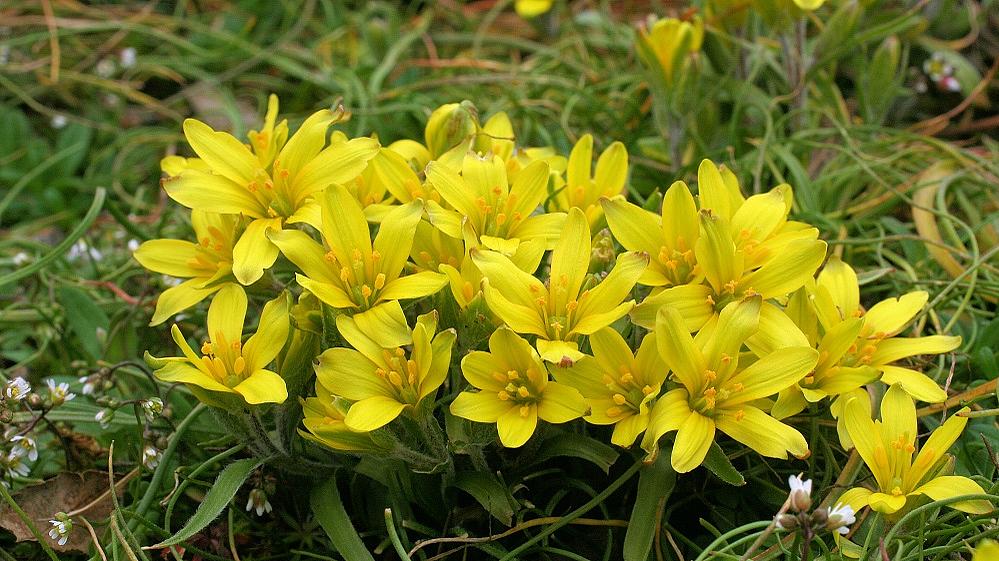 Der Felsen-Goldstern (Gagea bohemica subsp. saxatilis) besitzt nur ein kleines, auf Mittel- und Südeuropa beschränktes Areal. Zumindest in Teilbereichen davon ist die Art dann auch noch gefährdet. (Aufn. H. Korsch)