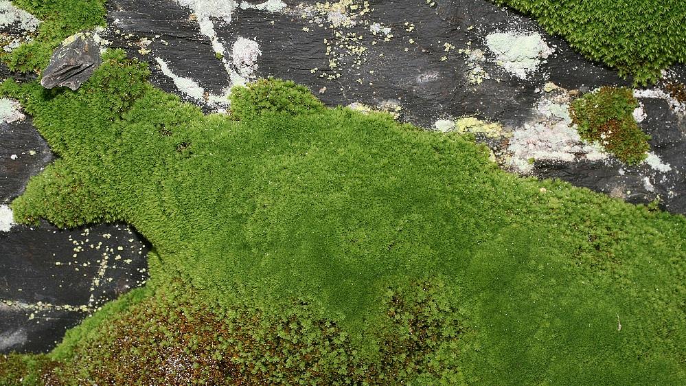 Echtes Mielichhofermoos, Mielichhoferia mielichoferiana (Bild: H. Korsch) Echtes Mielichhofermoos, Mielichhoferia mielichoferiana