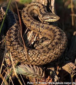 rept_Coronella_austriaca_153_p4047_Proehl_k