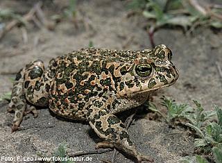 amph_Bufo_viridis_142_999_Leo_k