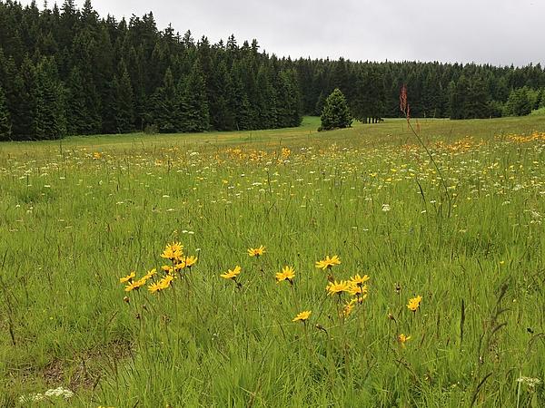 Borstgrasrasen Oberhof (Aufn. H. Korsch)