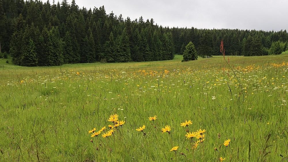 Borstgrasrasen Oberhof (Aufn. H. Korsch)