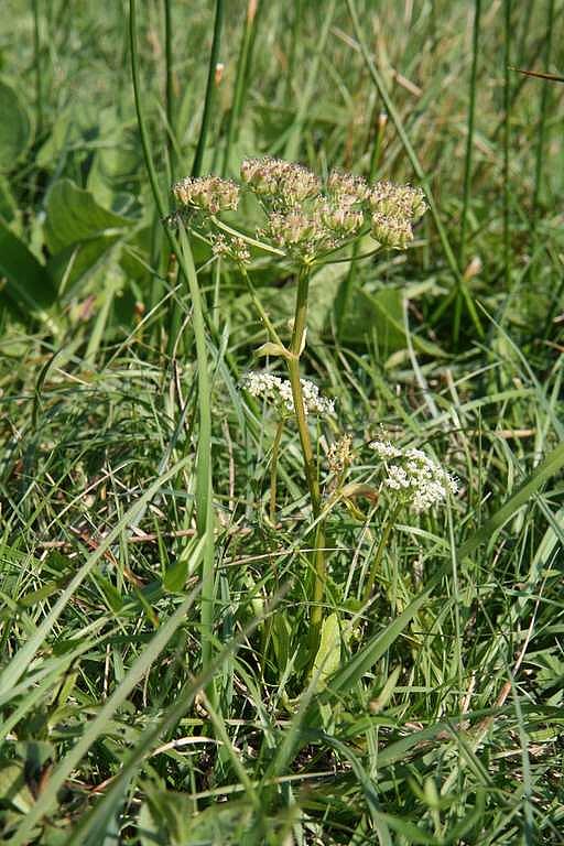 Sumpf-Engelwurz (Angelica palustris) (Aufn. H. Korsch)