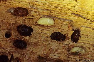 käfe_Aesalus_scarabaeoides_Zabransky_1_68_MB_k